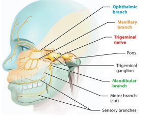 trigeminal